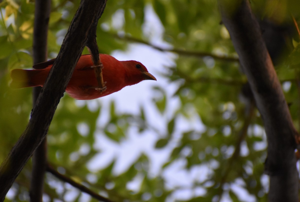 Summer Tanager - ML635280756
