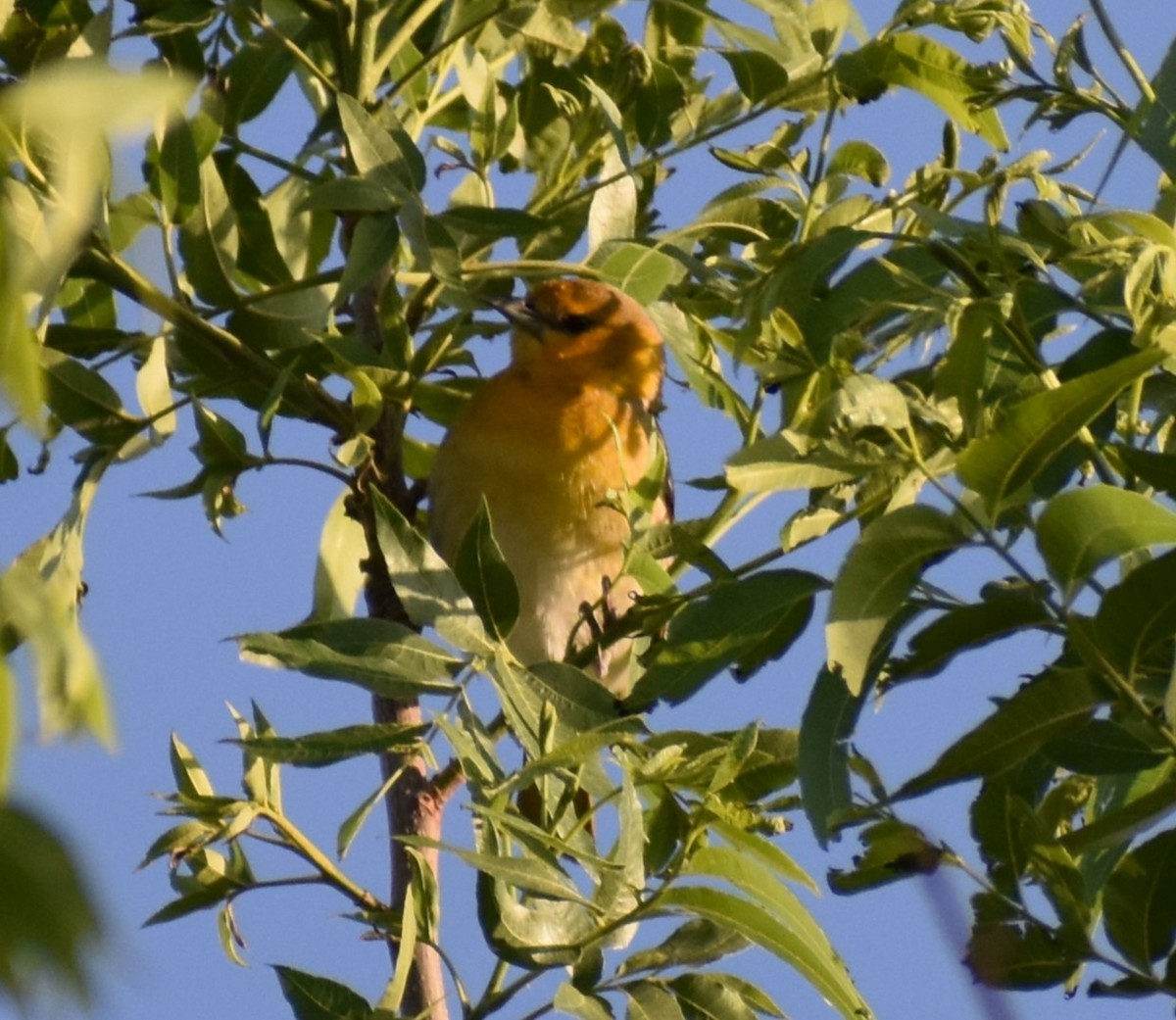 Bullock's Oriole - ML635280783