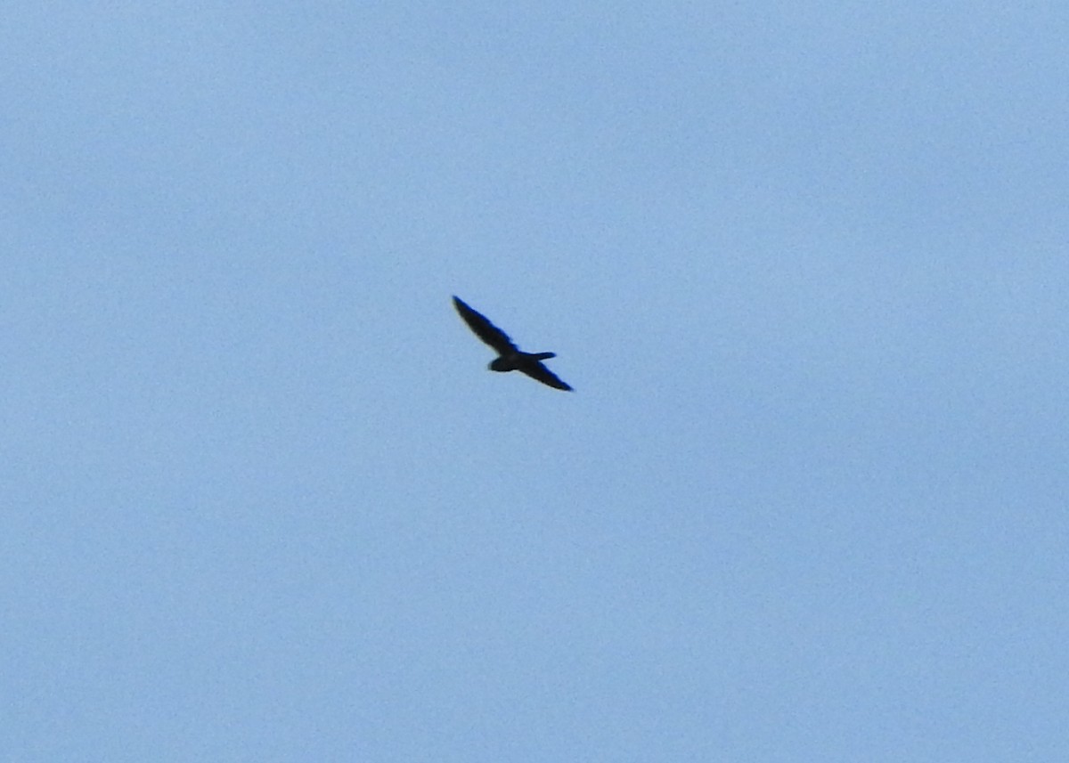 Band-tailed Nighthawk - ML635280794