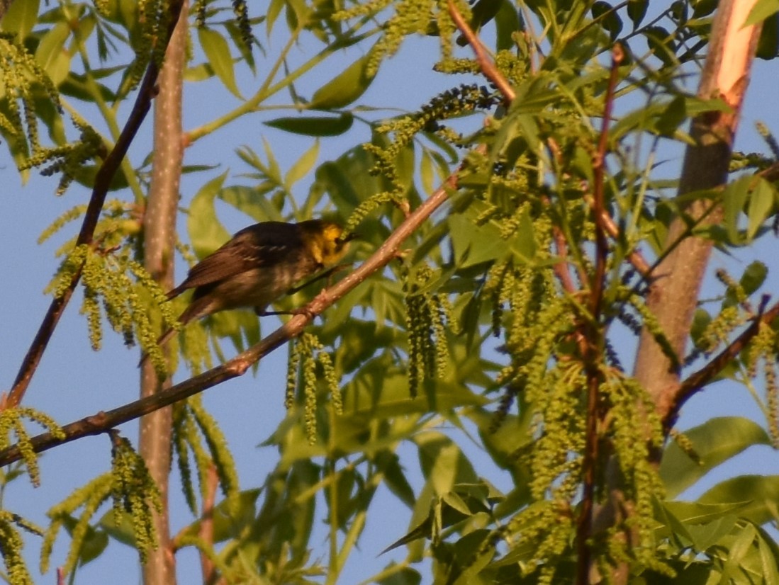 Hermit Warbler - ML635280799