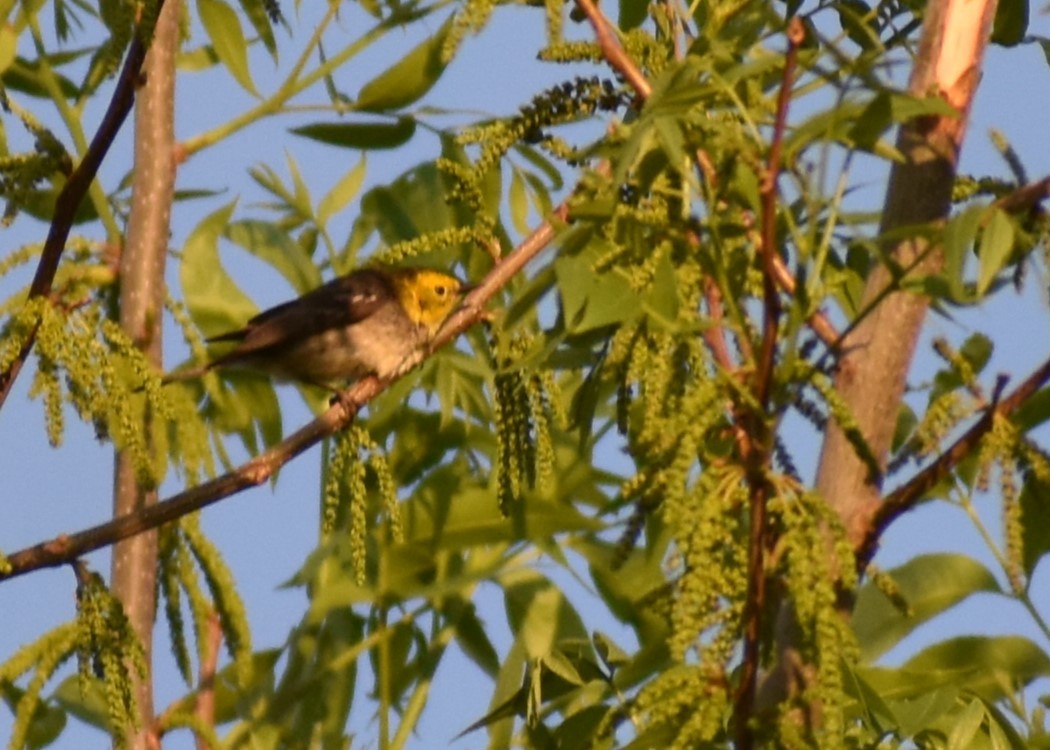 Hermit Warbler - ML635280800