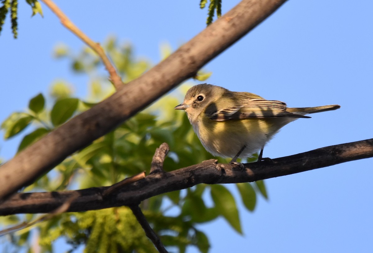 Cassin's Vireo - ML635280849