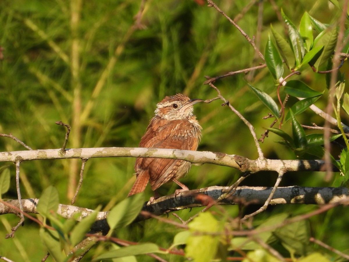 Carolina Wren - ML635280850