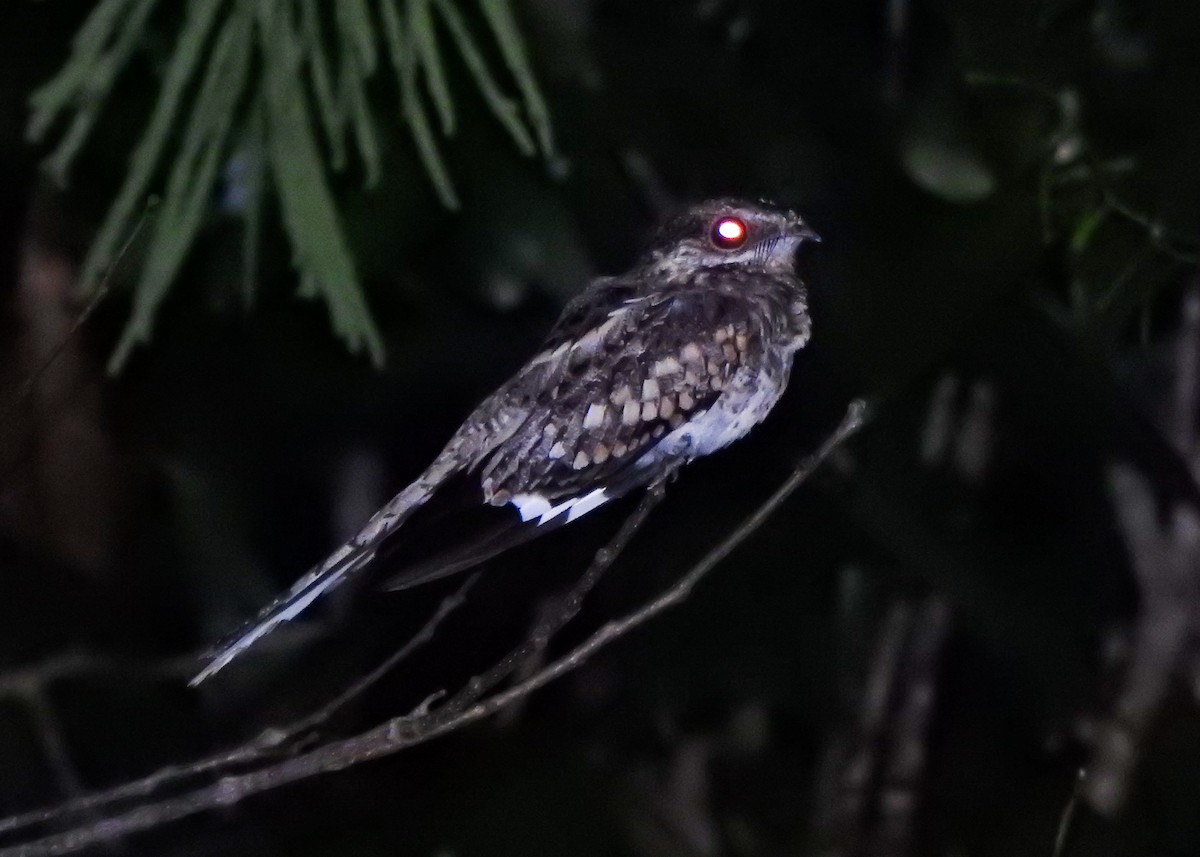Ladder-tailed Nightjar - ML635280852