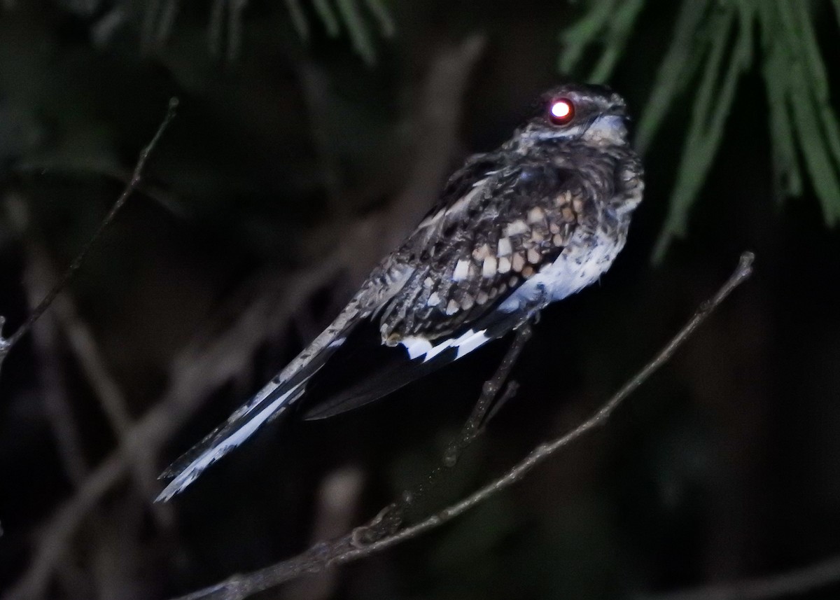 Ladder-tailed Nightjar - ML635280853