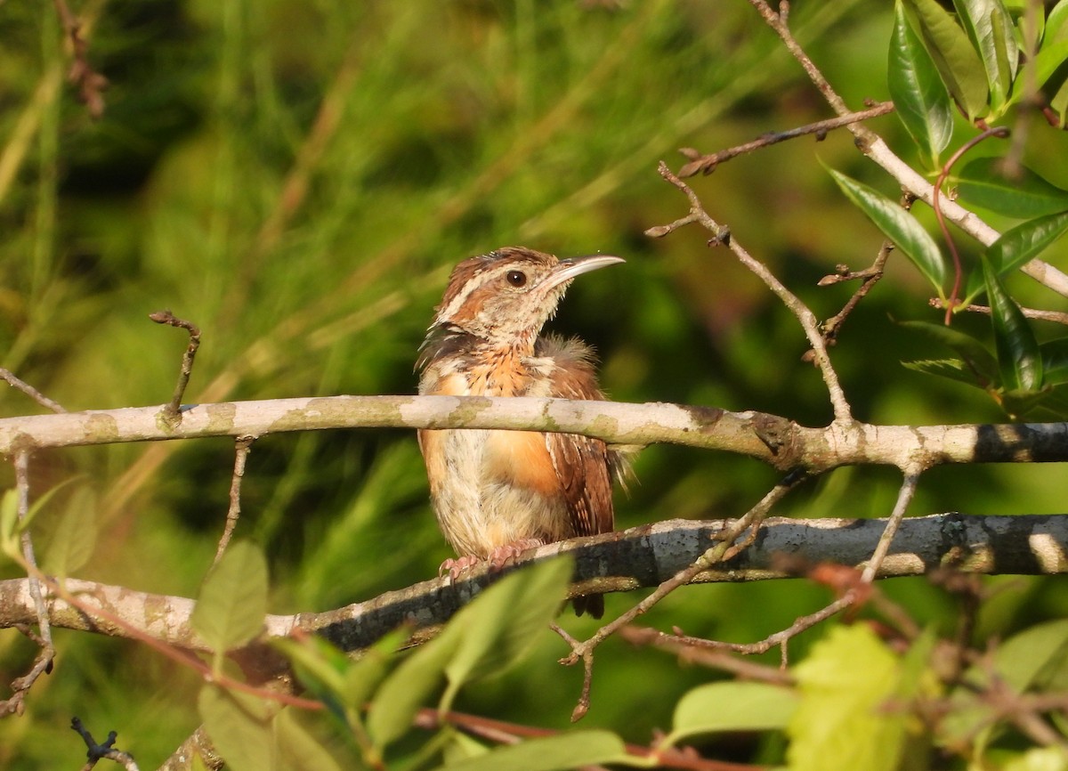 Carolina Wren - ML635280861