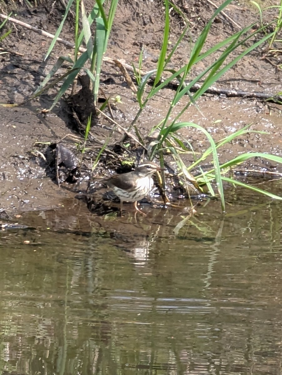 strømparula - ML635280869