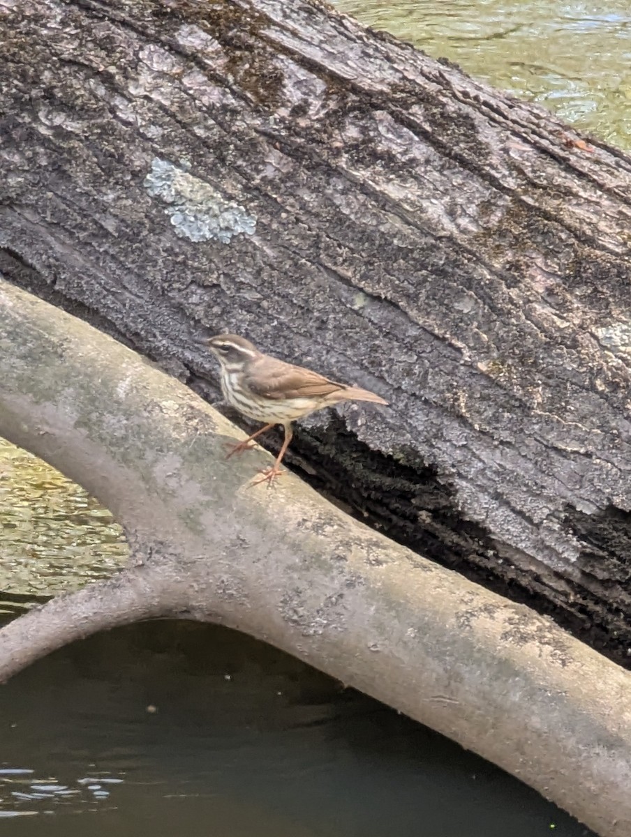 strømparula - ML635280887