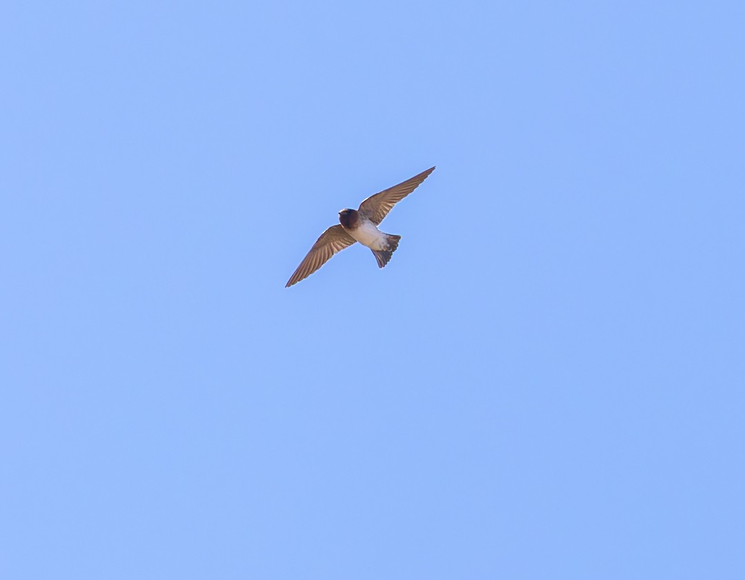 Cliff Swallow - ML635280964