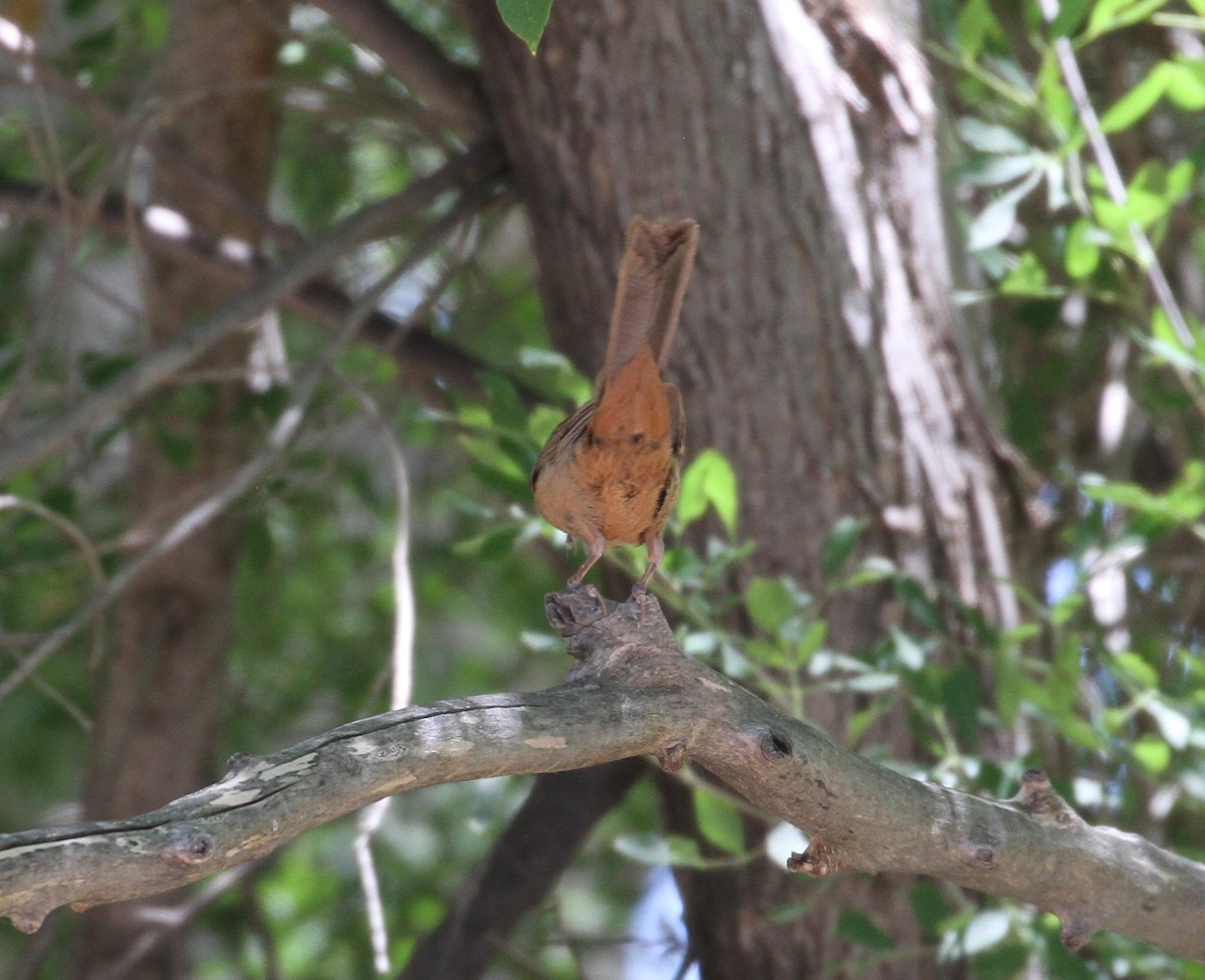 Canyon x Abert's Towhee (hybrid) - ML63528101