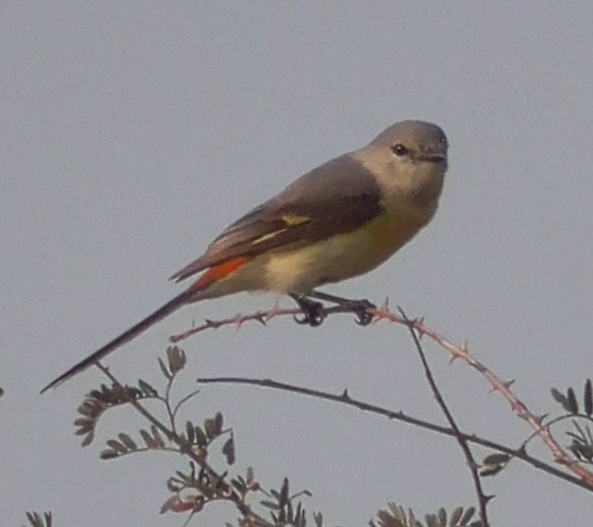 Small Minivet - ML635281039