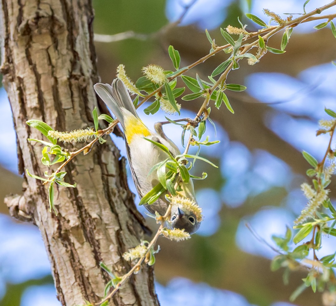 Virginia's Warbler - ML635281097