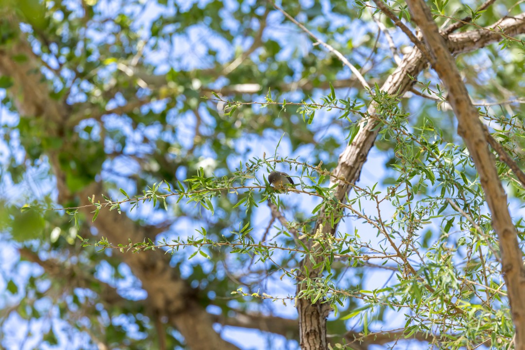 Virginia's Warbler - ML635281098