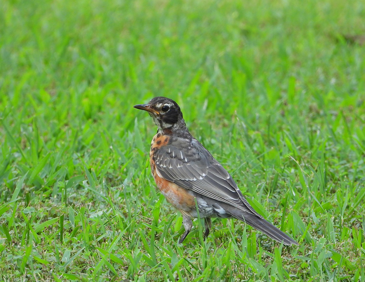 American Robin - ML635281108