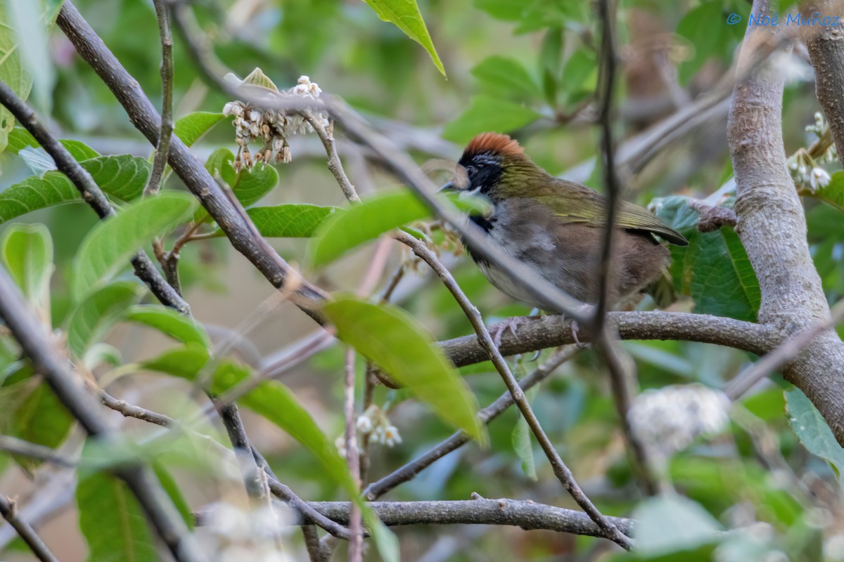 Collared Towhee - ML635281161