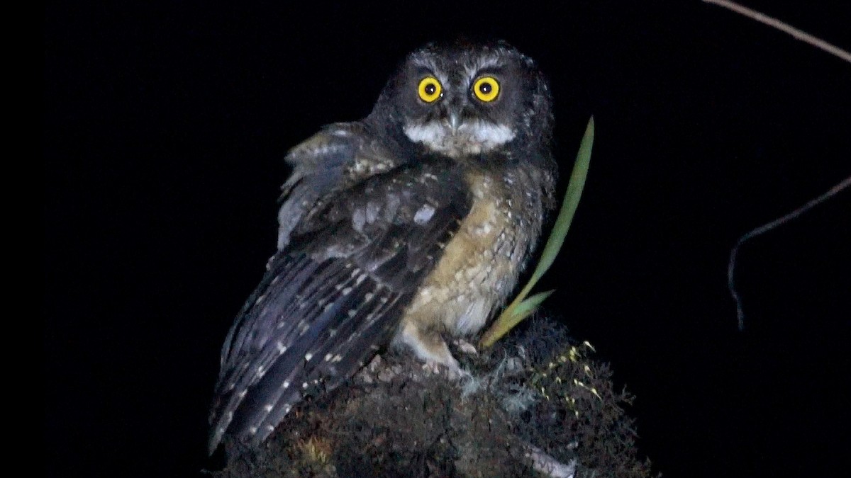 White-throated Screech-Owl - ML635281241