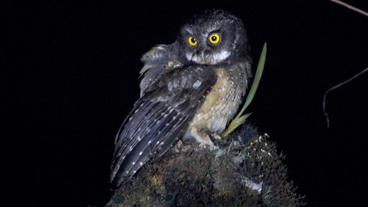 White-throated Screech-Owl - ML635281242