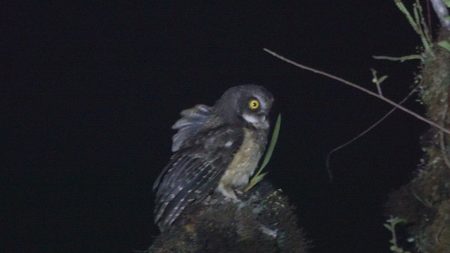 White-throated Screech-Owl - ML635281307