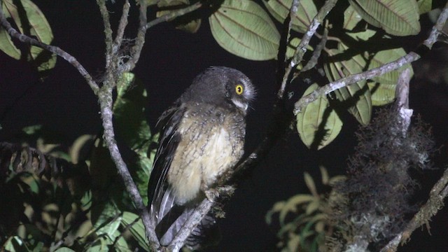 White-throated Screech-Owl - ML635281309