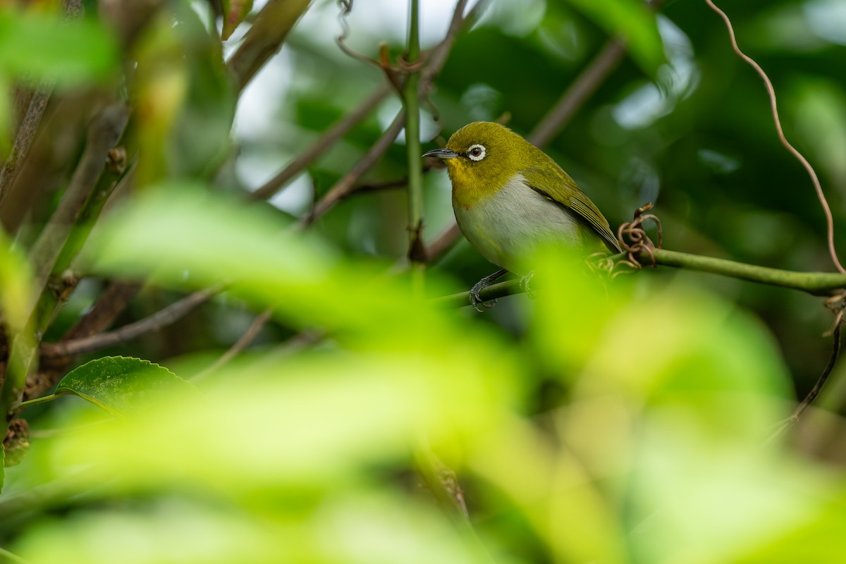 Warbling White-eye - ML635281355