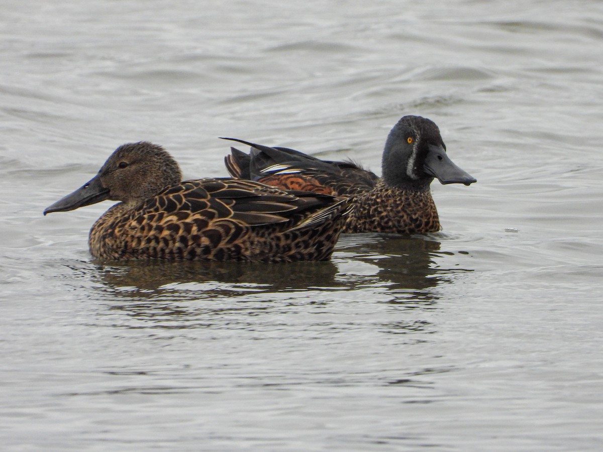 Canard bridé - ML635281388