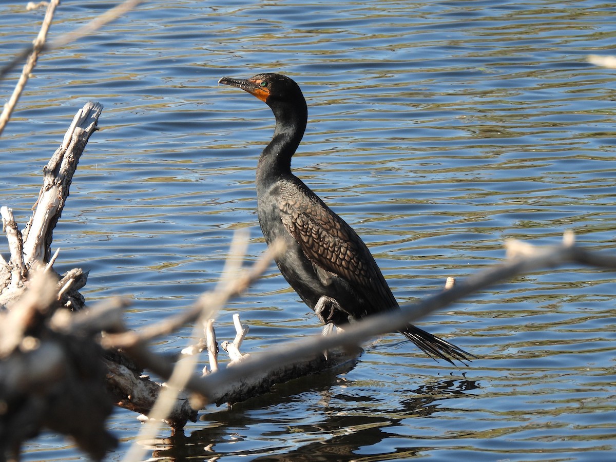 Double-crested Cormorant - ML635281544