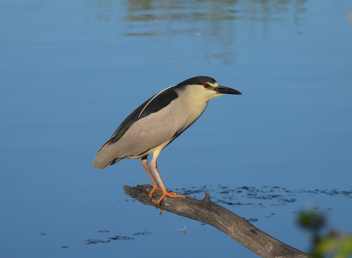 Black-crowned Night Heron - ML635281562