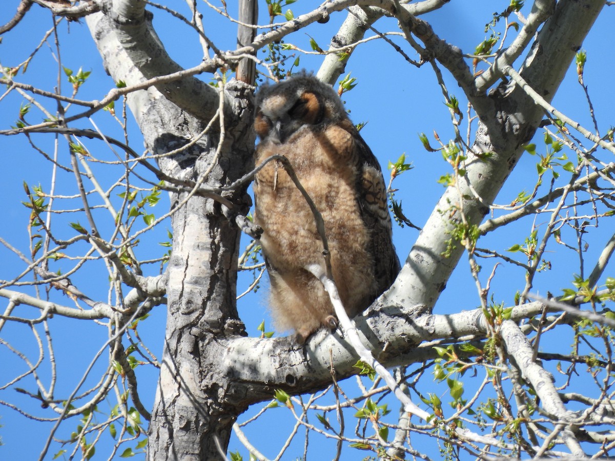 Great Horned Owl - ML635281582