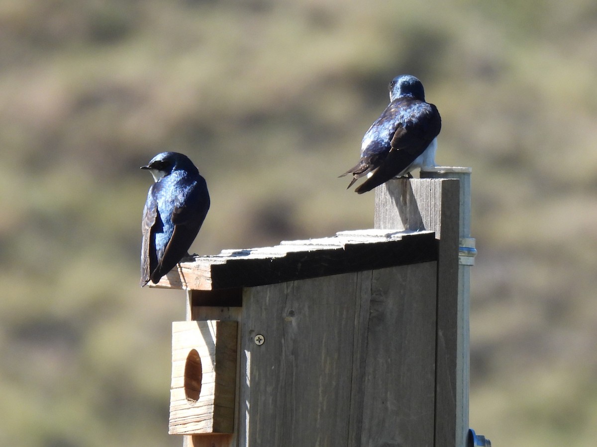 Tree Swallow - ML635281607
