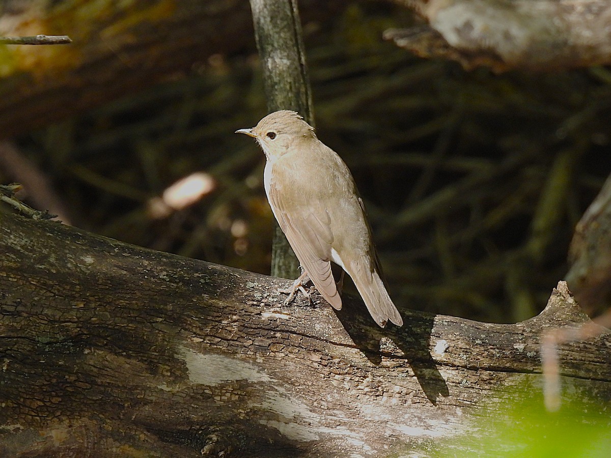 Swainson's Thrush - ML635281637