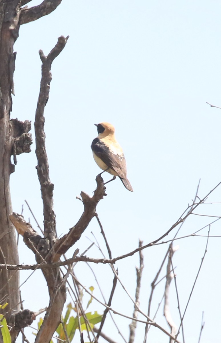 Western Black-eared Wheatear - ML635281694