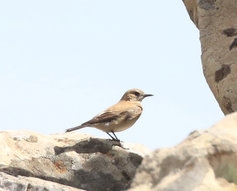 Western Black-eared Wheatear - ML635281695