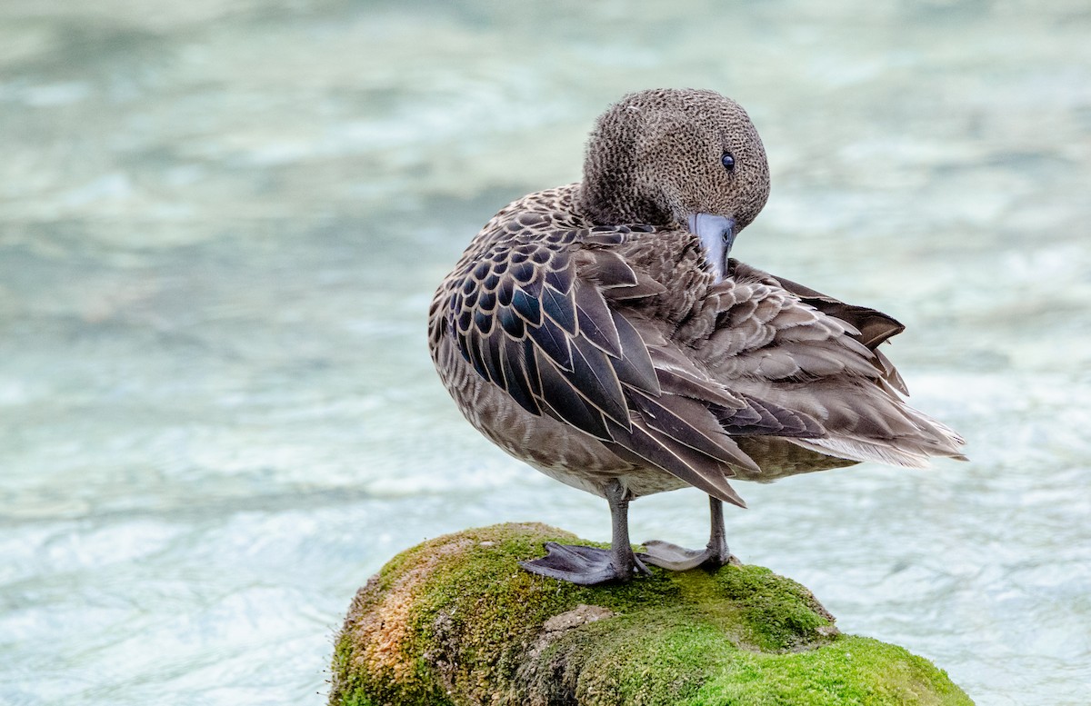 Andean Teal - ML635281699