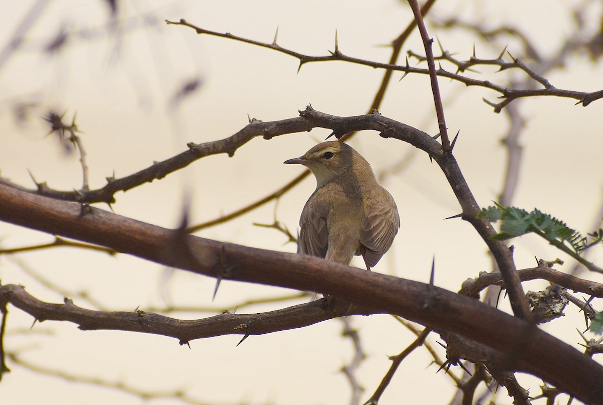 Booted Warbler - ML635281745