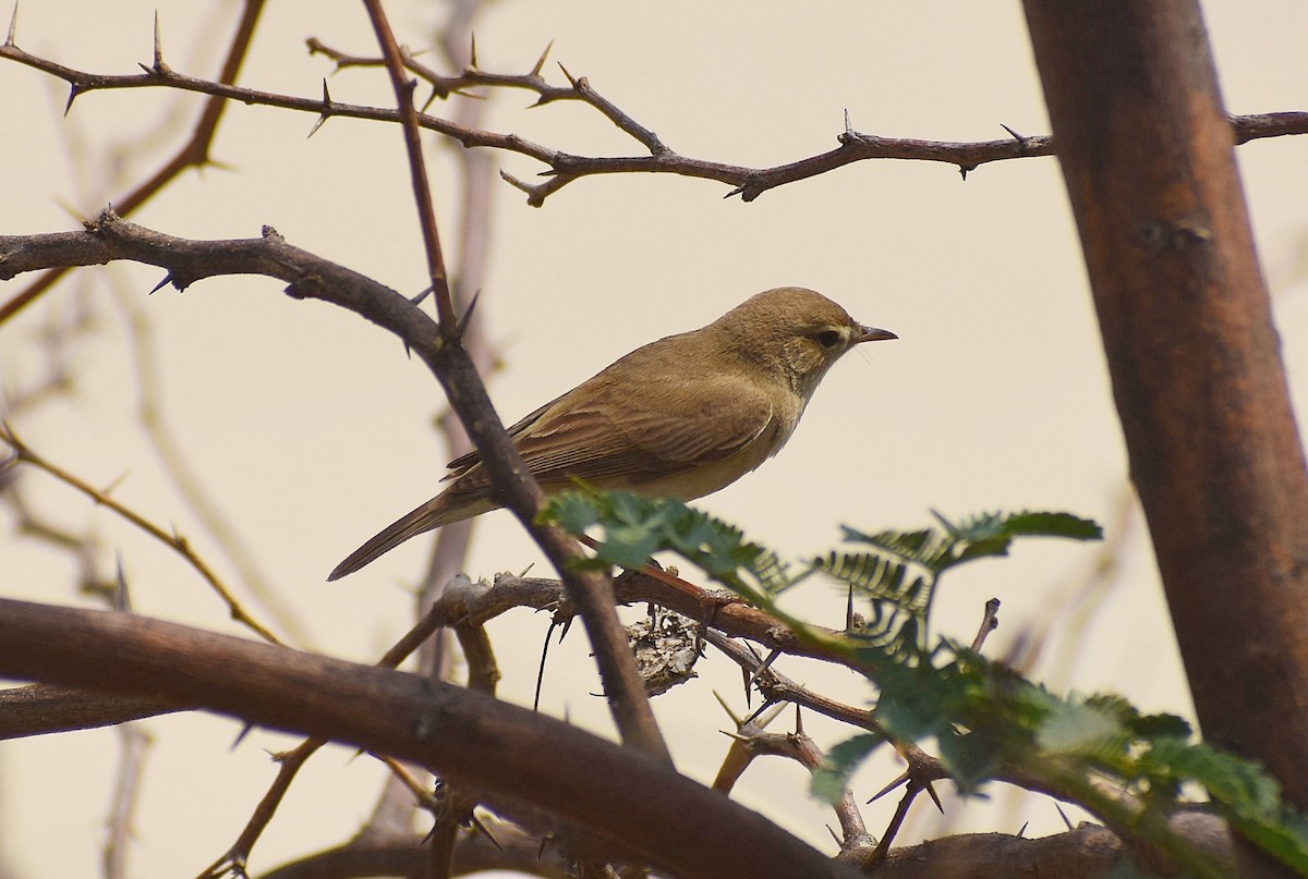 Booted Warbler - ML635281747