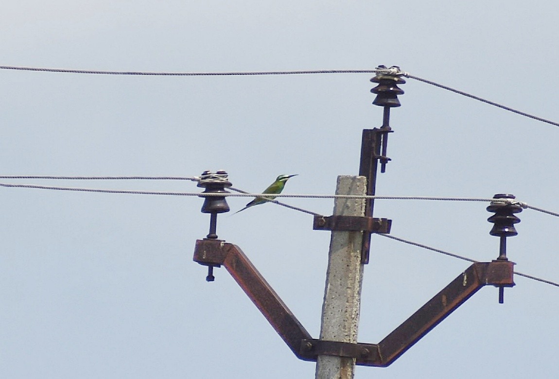 Blue-cheeked Bee-eater - ML635281758