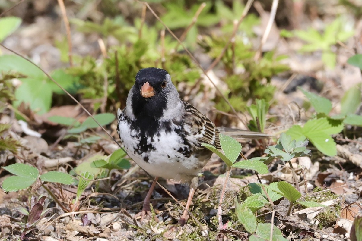 Harris's Sparrow - ML635281898