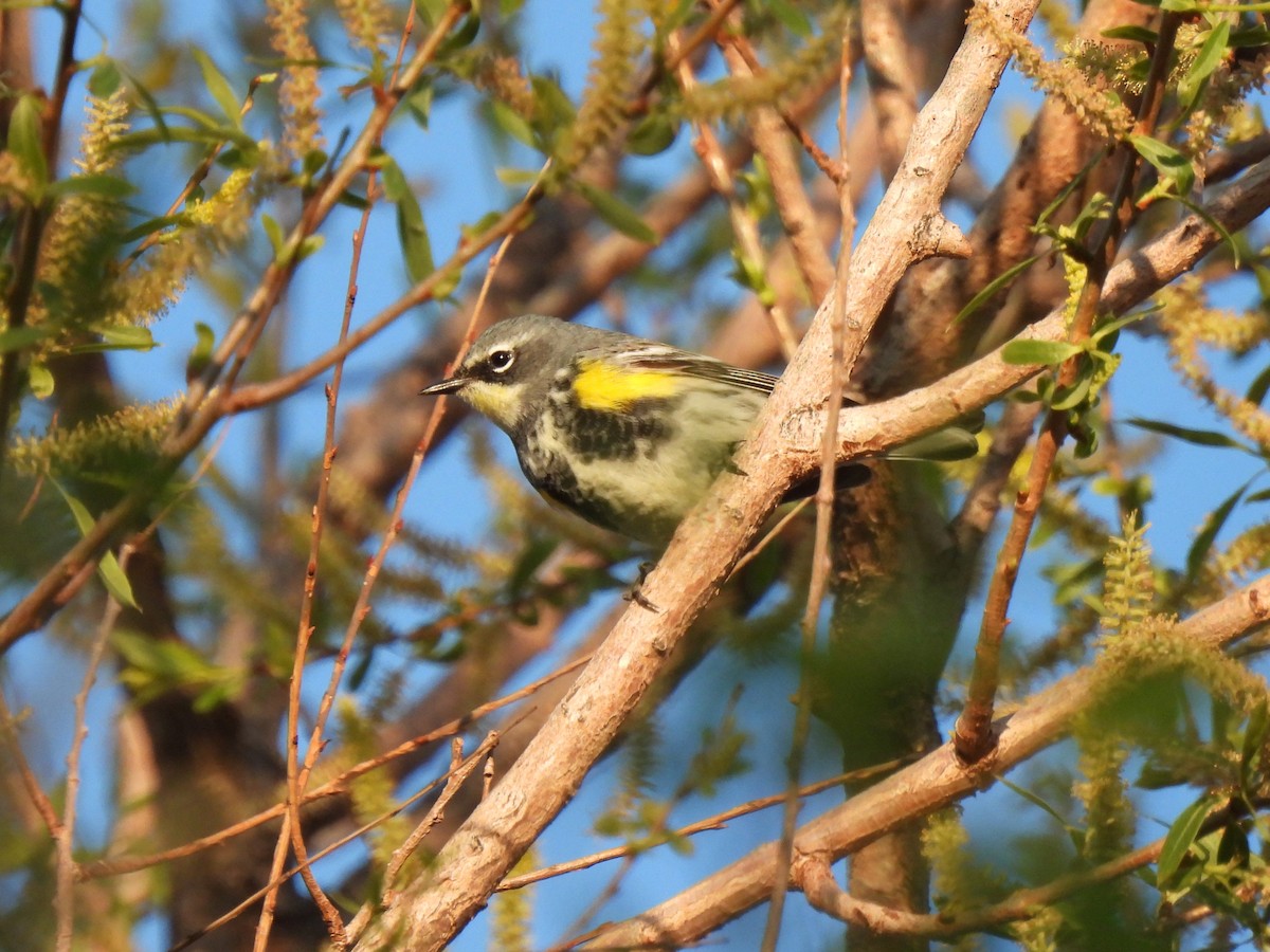 Yellow-rumped Warbler - ML635281959