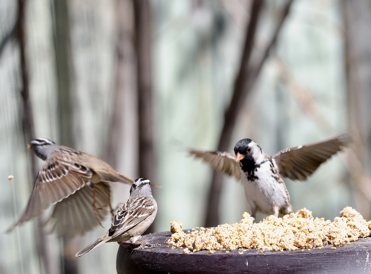 Harris's Sparrow - ML635282015