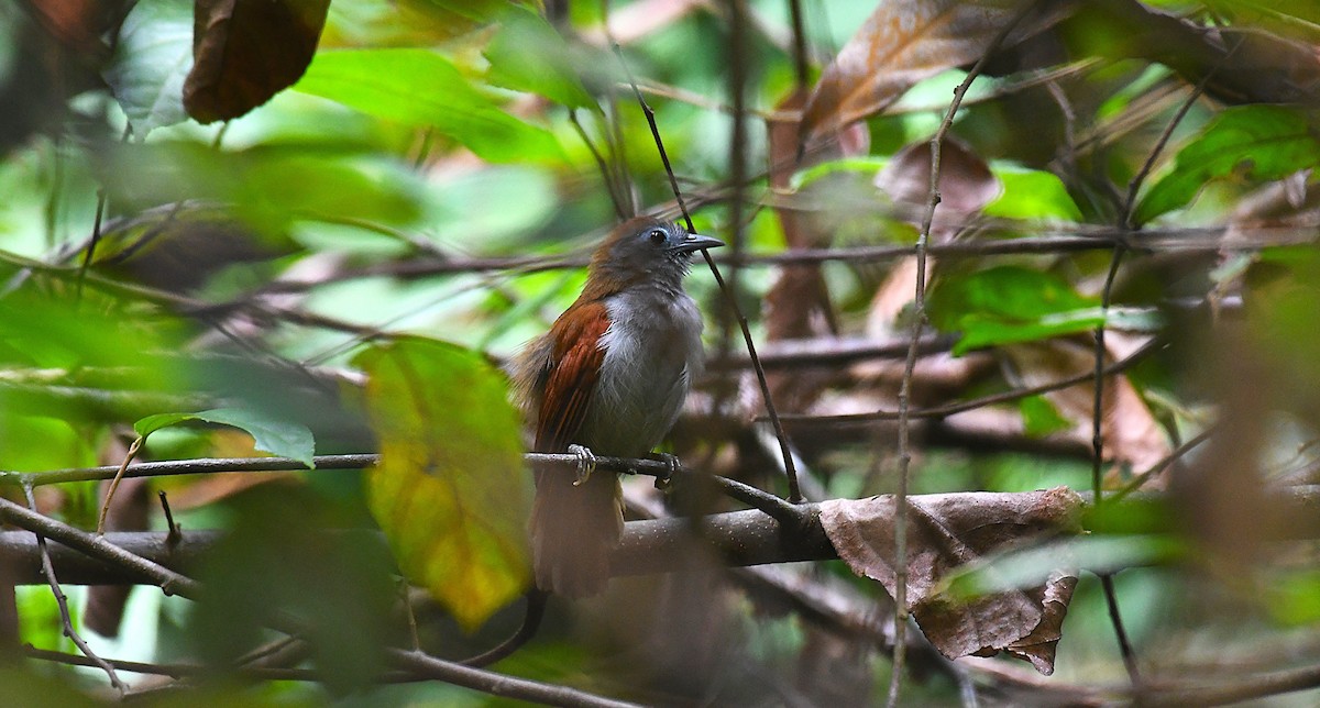 Chestnut-winged Babbler - ML635282126