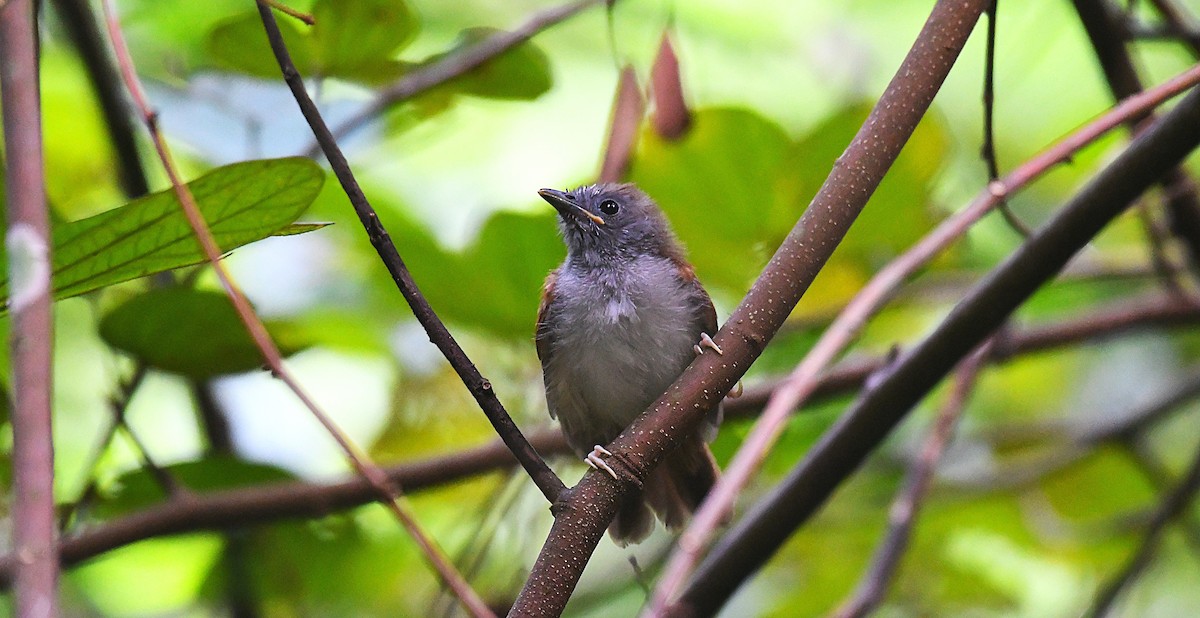 Chestnut-winged Babbler - ML635282141