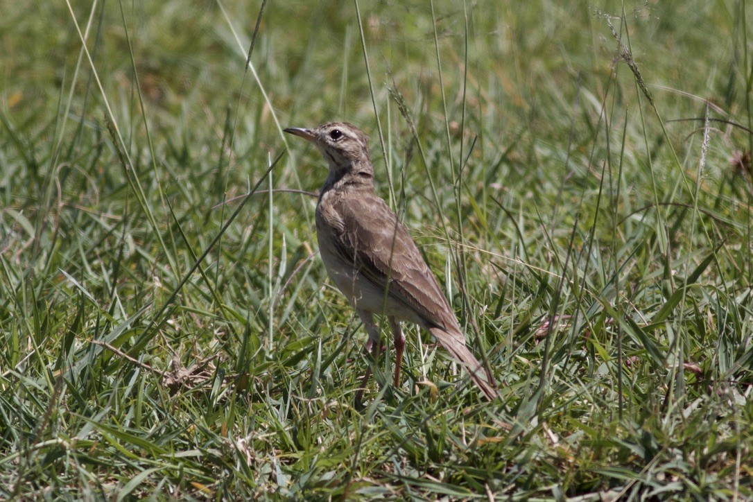 Plain-backed Pipit - ML635282188