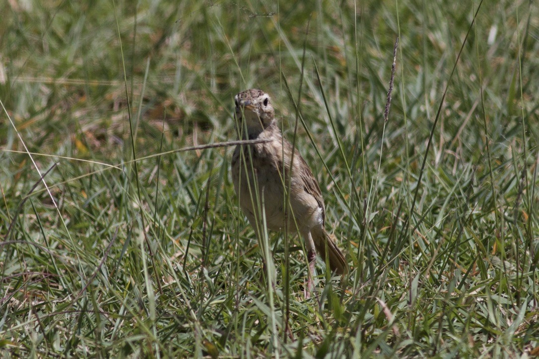 Plain-backed Pipit - ML635282189