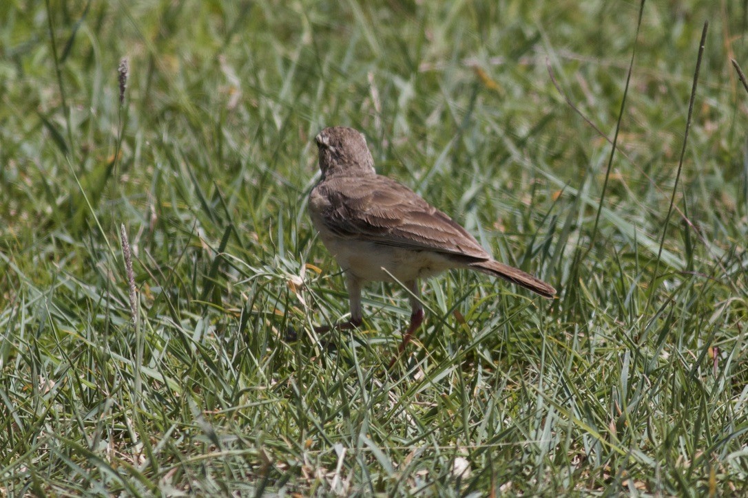 Plain-backed Pipit - ML635282195