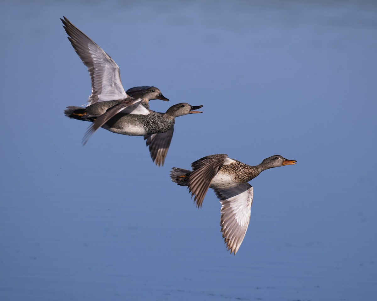 Canard chipeau - ML635282209