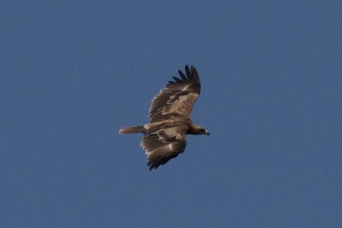 Tawny Eagle - ML635282219