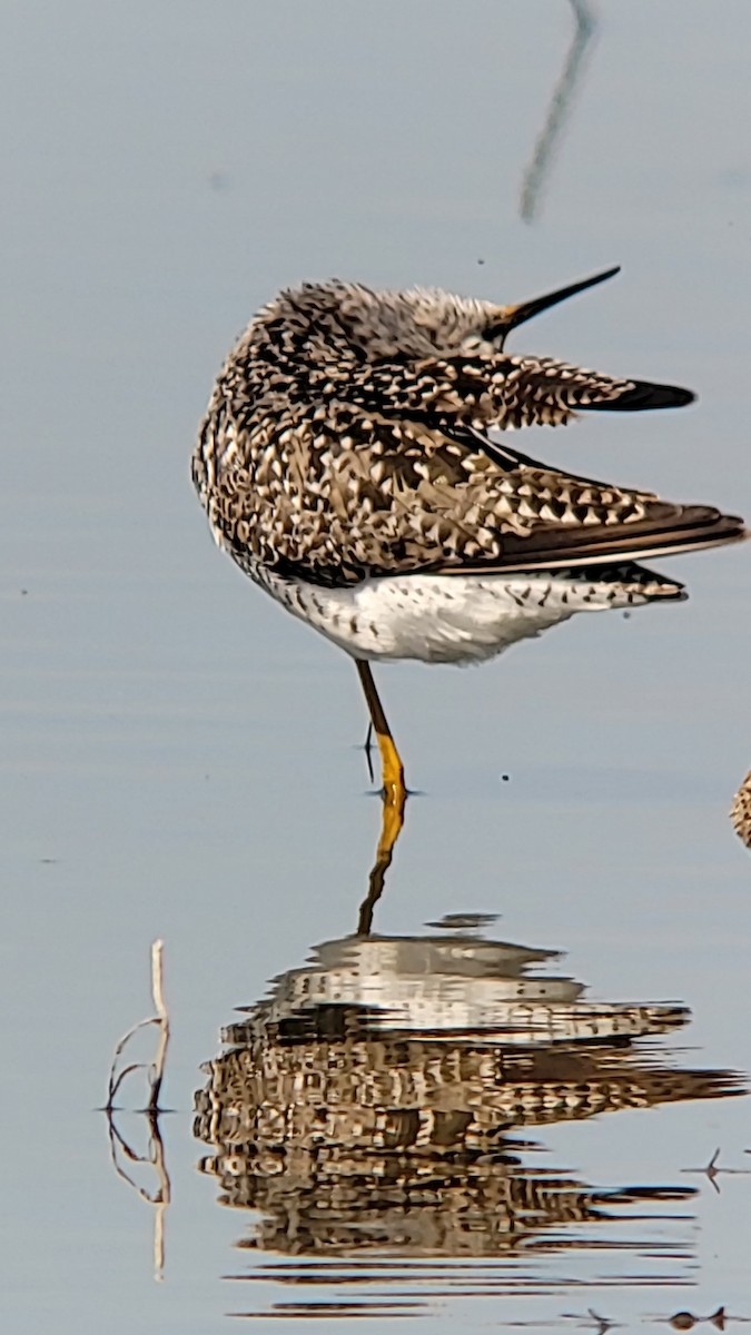 Petit Chevalier - ML635282235