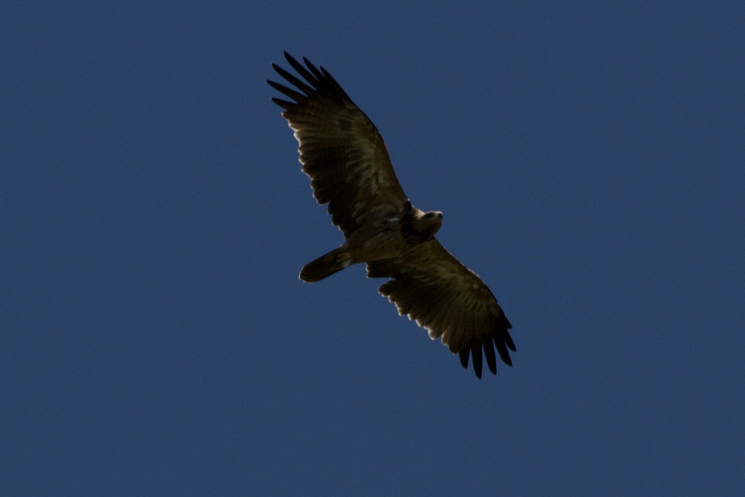 Tawny Eagle - ML635282285
