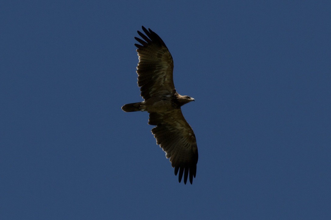 Tawny Eagle - ML635282287