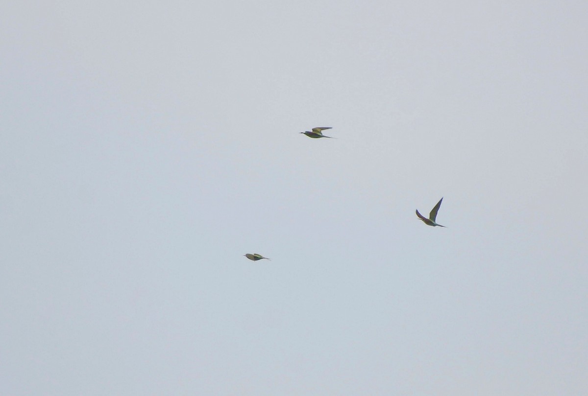 Blue-cheeked Bee-eater - ML635282318